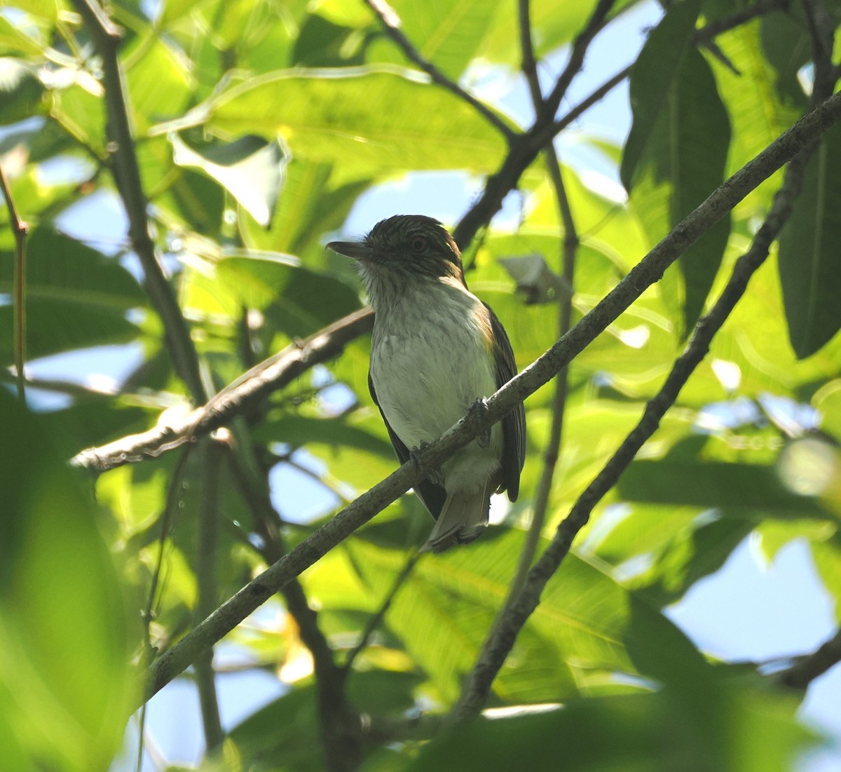 Bright-rumped Attila - ML634094607