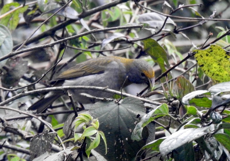 Crimson-browed Finch - ML634094640