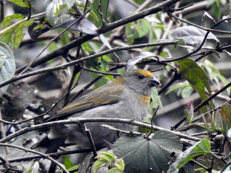 Crimson-browed Finch - ML634094641