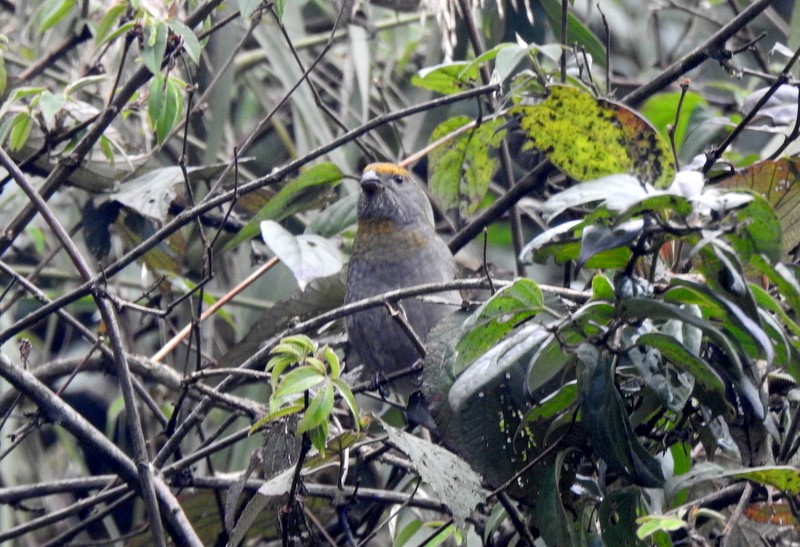 Crimson-browed Finch - ML634094642