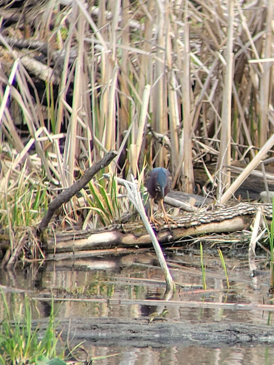 Green Heron - ML634094686