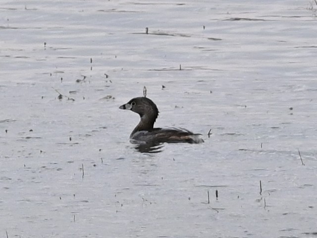 potápka americká - ML634094814