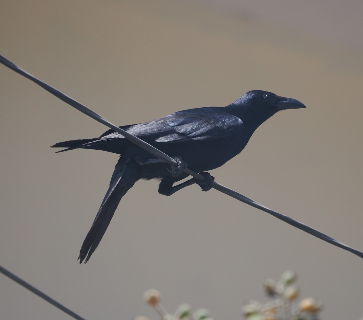 Sinaloa Crow - ML634094831