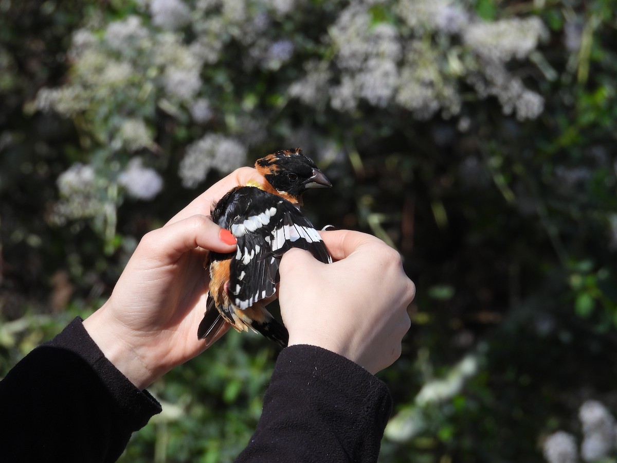 Black-headed Grosbeak - ML634094863