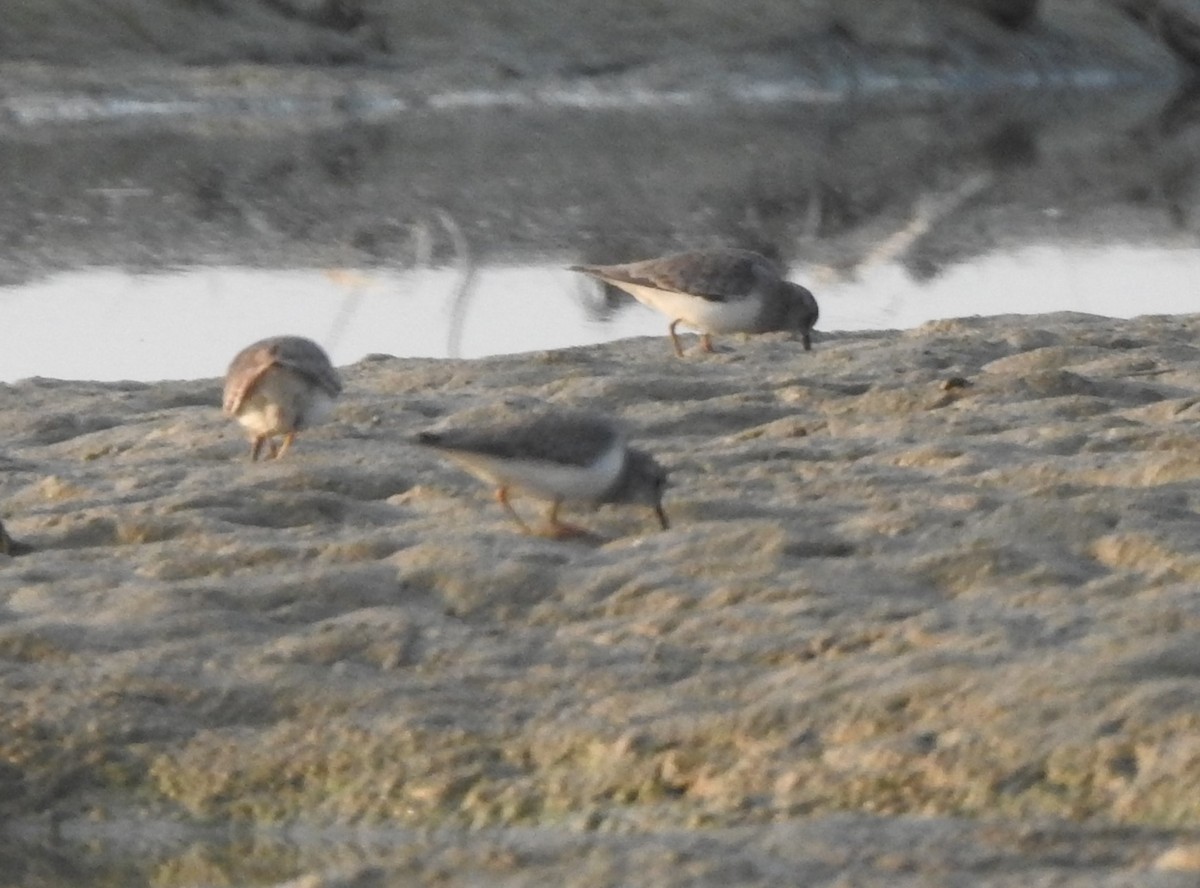strandsnipe - ML634095047