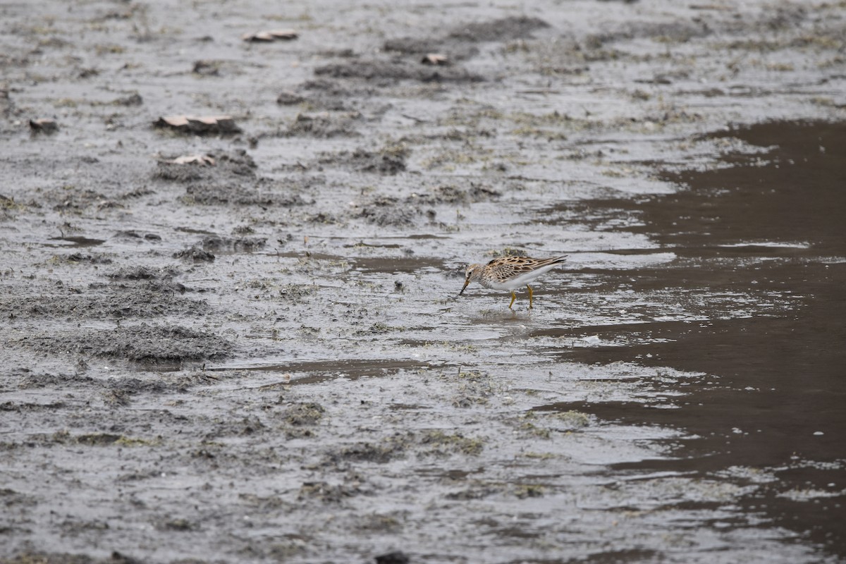 Pectoral Sandpiper - ML634095054