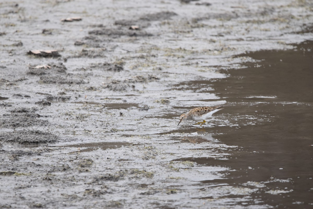 Pectoral Sandpiper - ML634095098