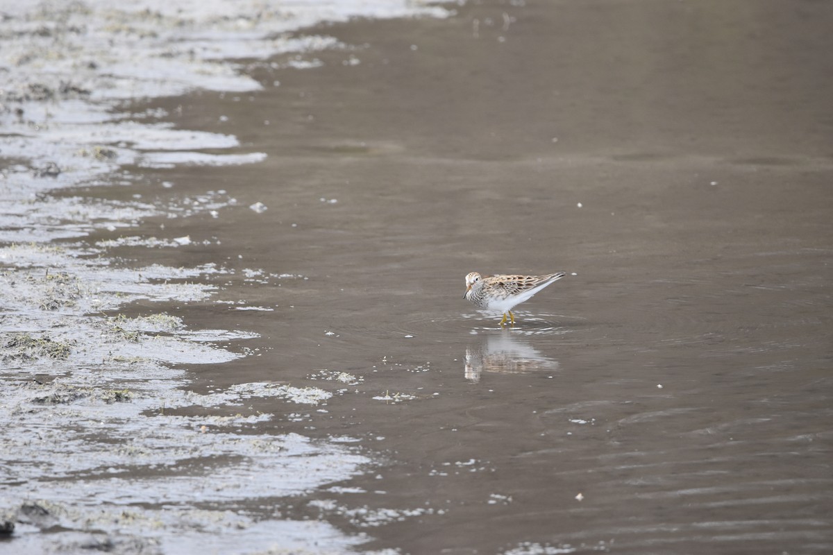 Pectoral Sandpiper - ML634095111