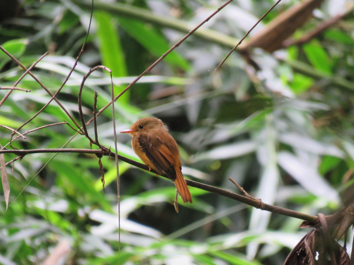 Atlantic Royal Flycatcher - ML634095117