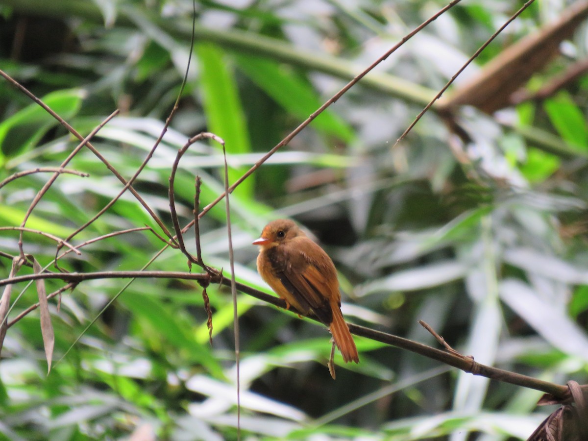 Atlantic Royal Flycatcher - ML634095118