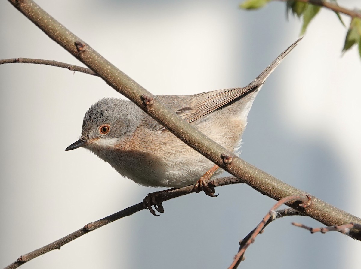 Eastern Subalpine Warbler - ML634095204