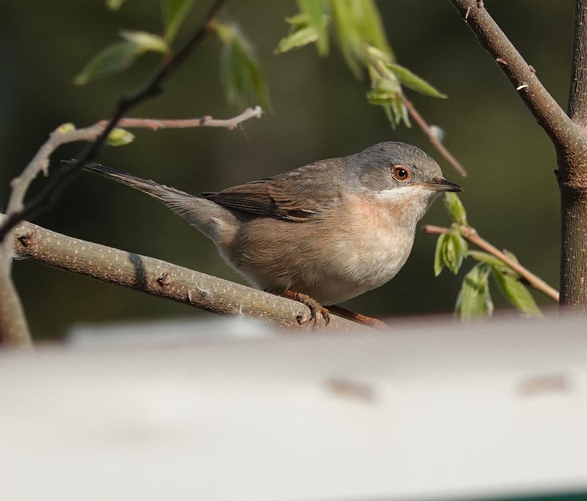 Eastern Subalpine Warbler - ML634095205