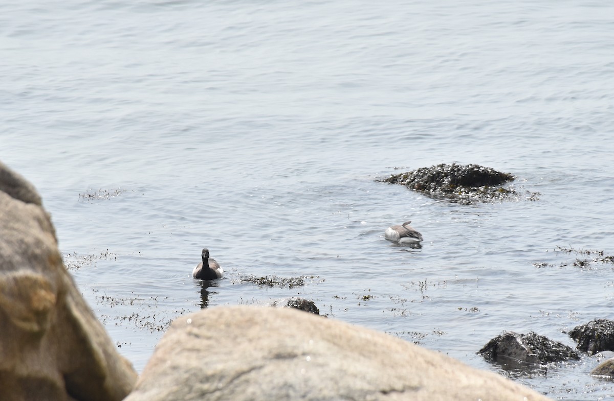 Brant (Atlantic) - ML634095210