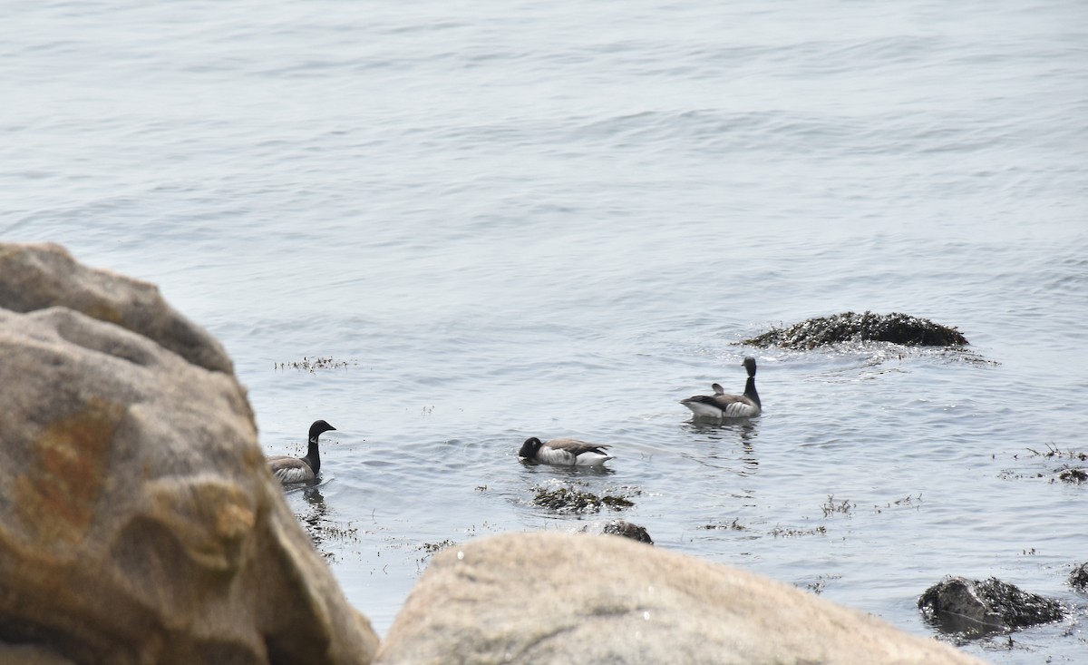 Brant (Atlantic) - ML634095211