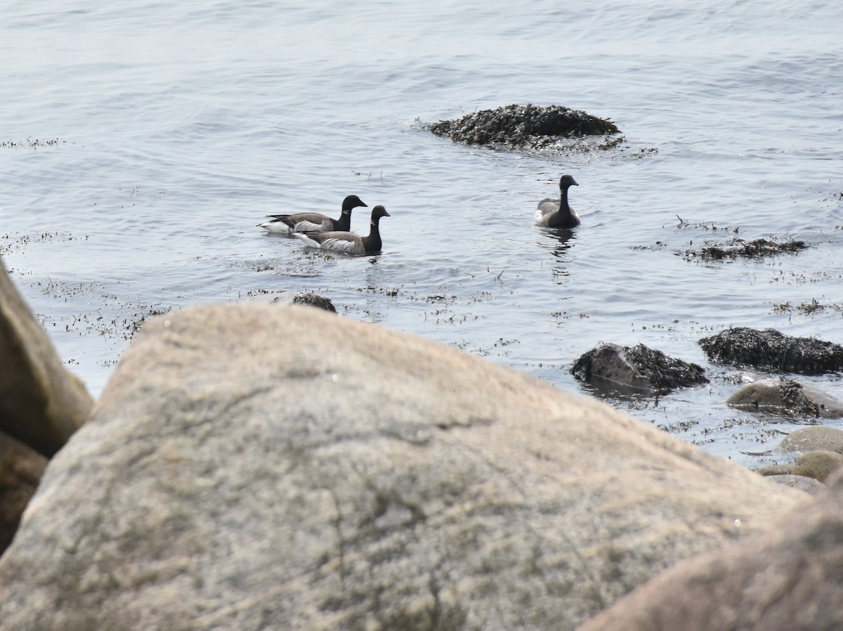 Brant (Atlantic) - ML634095212