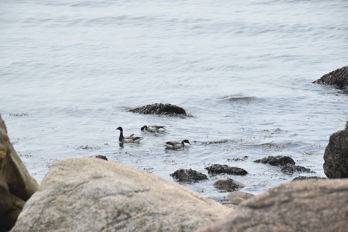 Brant (Atlantic) - ML634095213