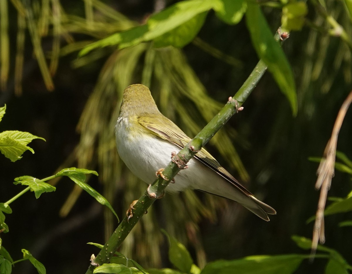 Wood Warbler - ML634095256