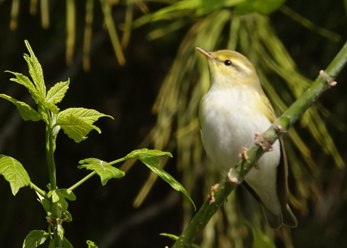 Wood Warbler - ML634095257