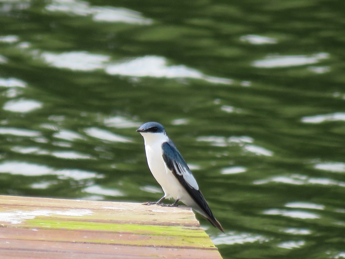 White-winged Swallow - Romeu gama