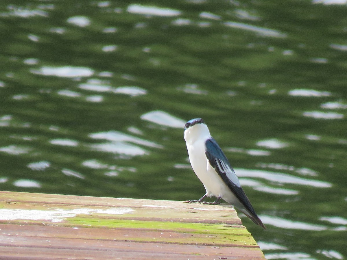 White-winged Swallow - Romeu gama