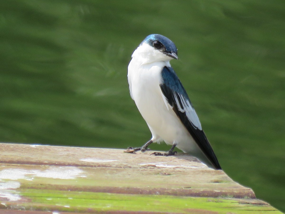 White-winged Swallow - Romeu gama