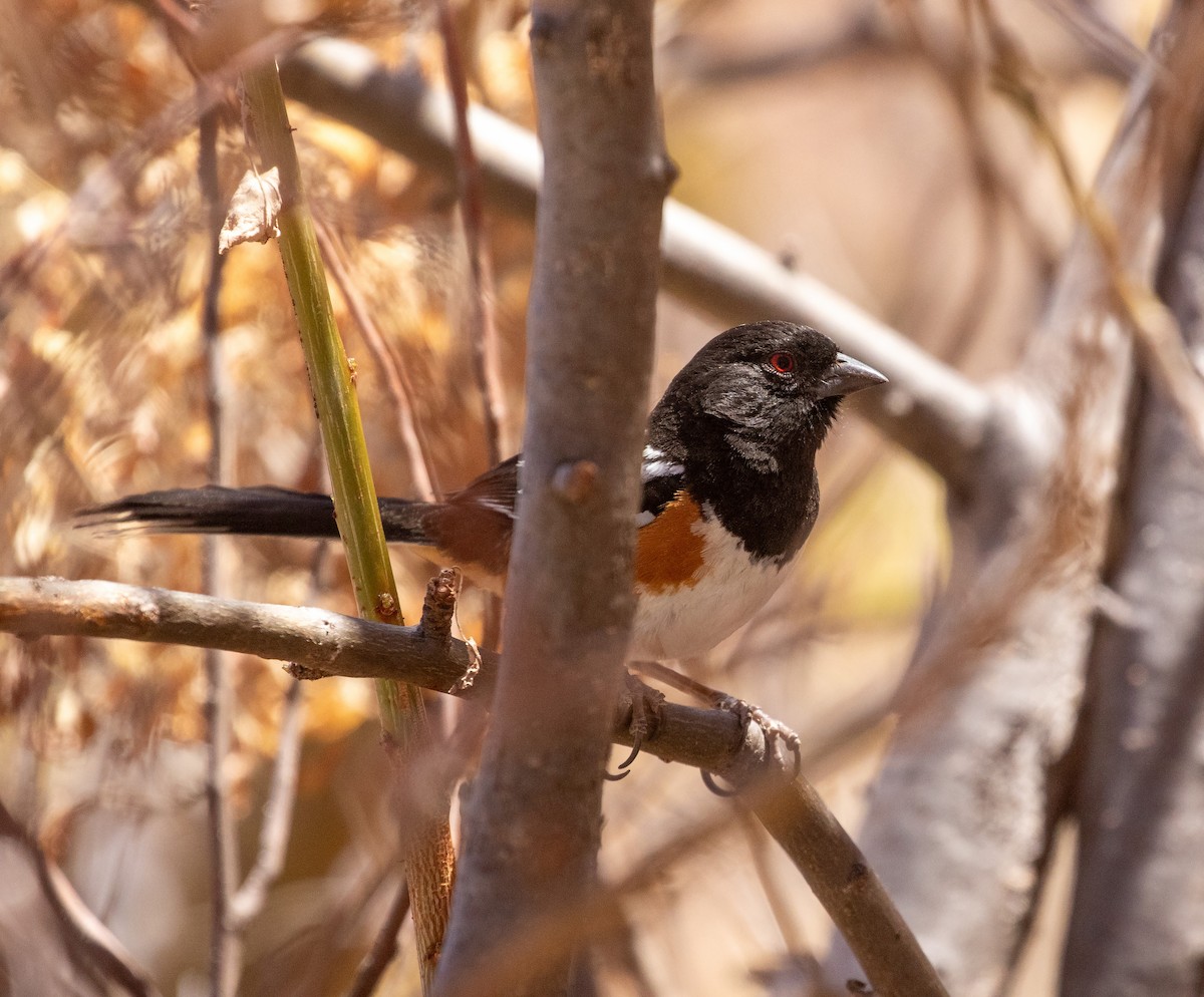Spotted Towhee - ML634095438