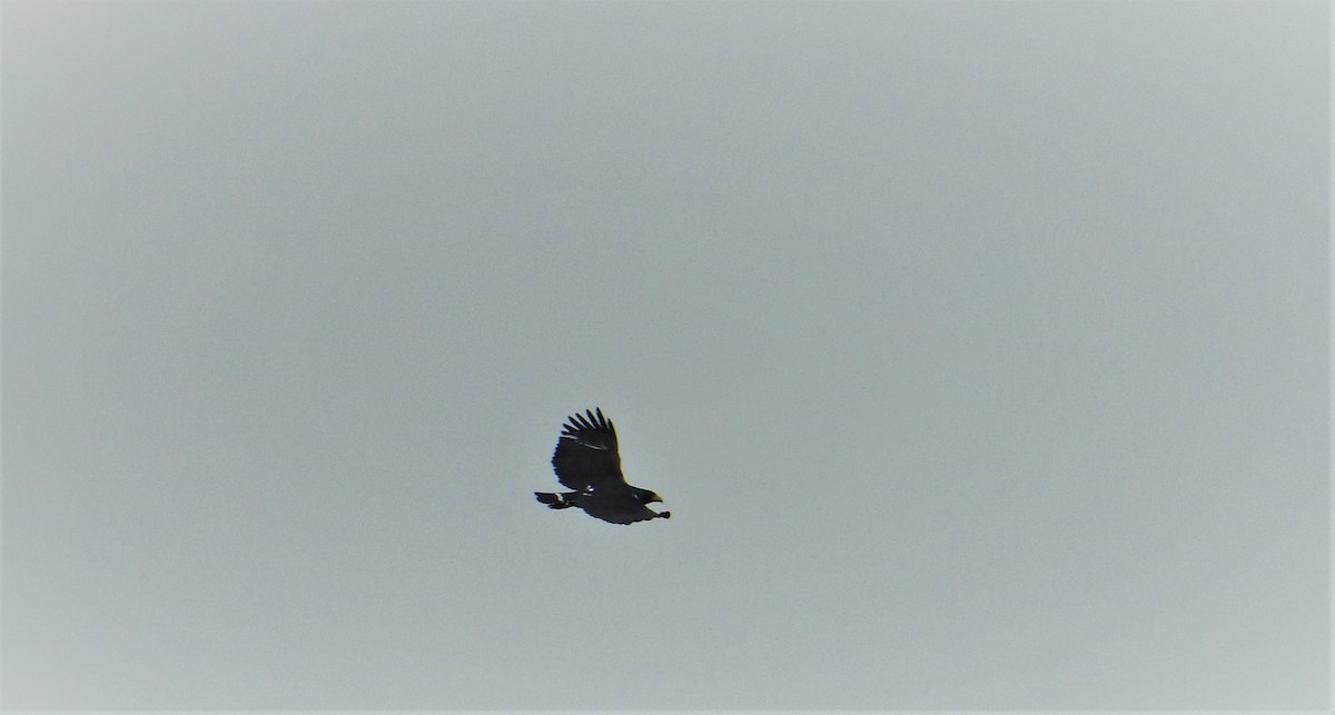Solitary Eagle - ML634095703