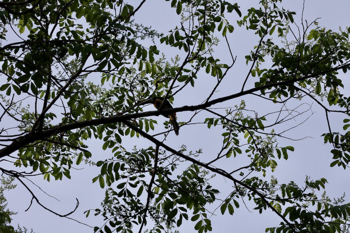 Kuşaklı/Soluk Gagalı Arasari - ML634095800