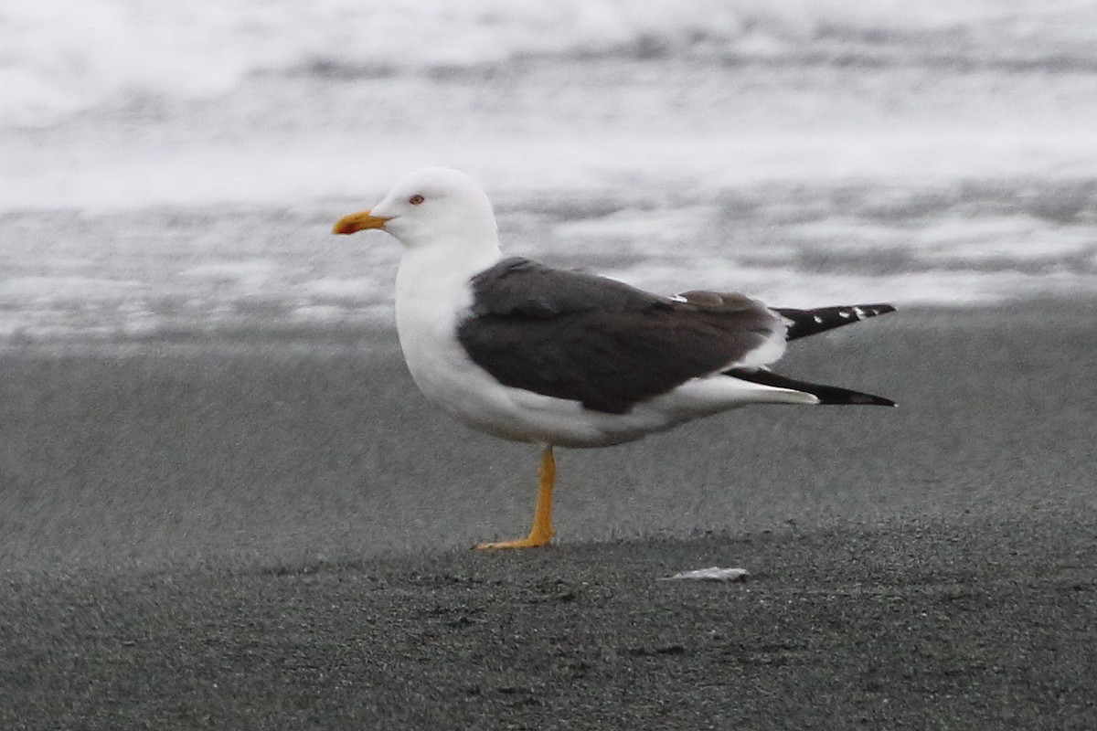 Lesser Black-backed Gull - ML634095804