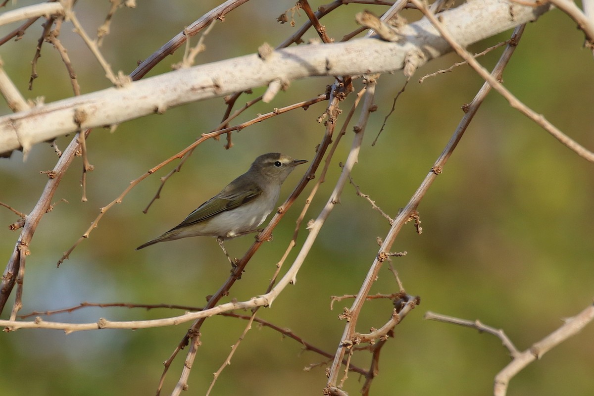 Balkanlaubsänger - ML634095824