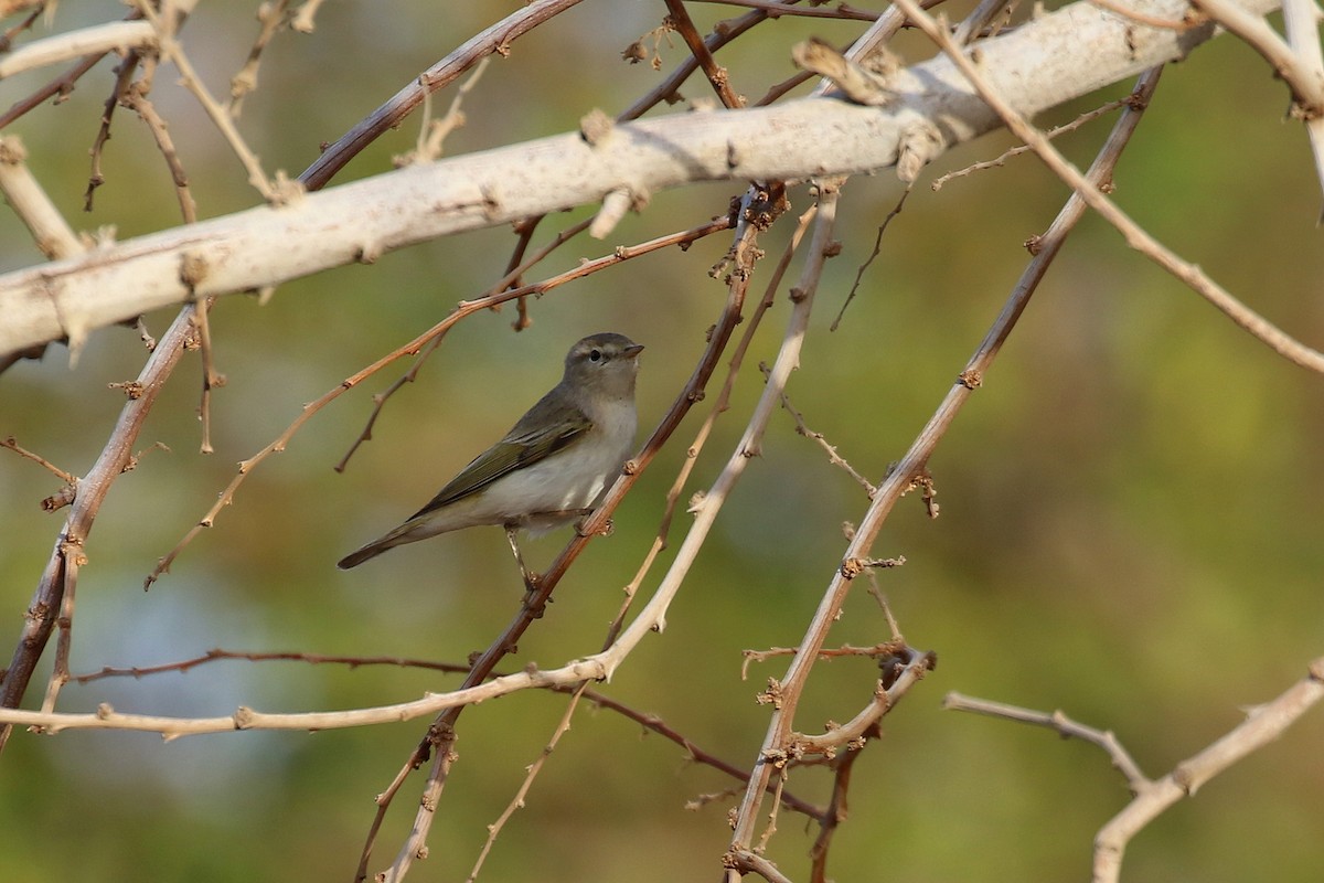 Balkanlaubsänger - ML634095825