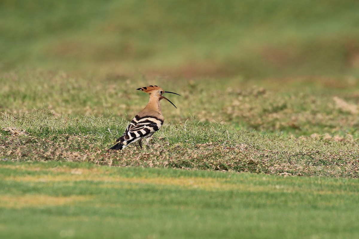 Wiedehopf [epops-Gruppe] - ML634095848