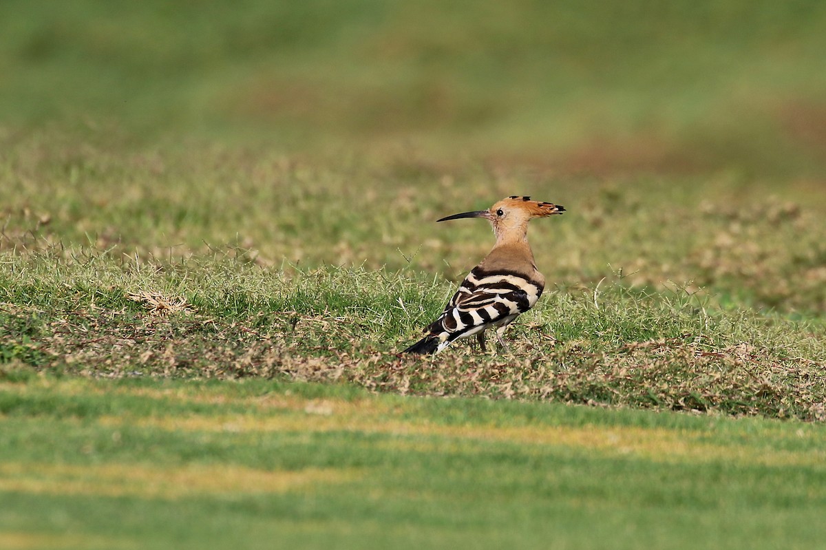 Wiedehopf [epops-Gruppe] - ML634095849