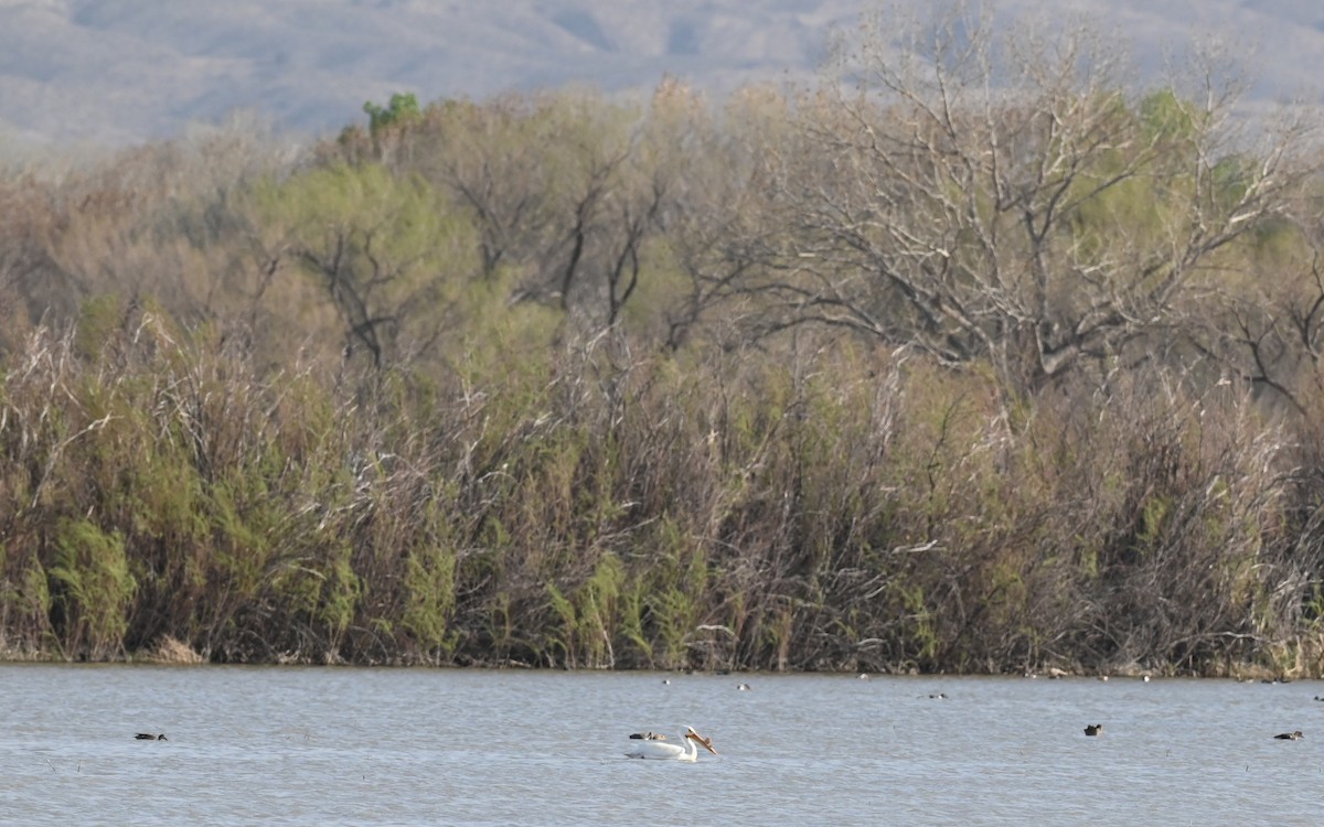 pelikán severoamerický - ML634095882