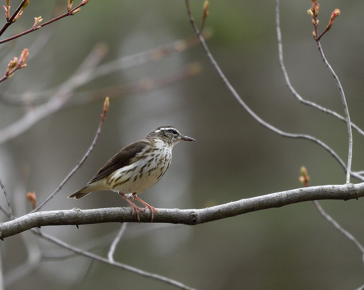 Louisiana Waterthrush - ML634095903