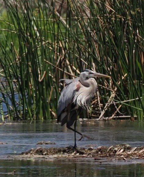 Garza Azulada - ML634095965