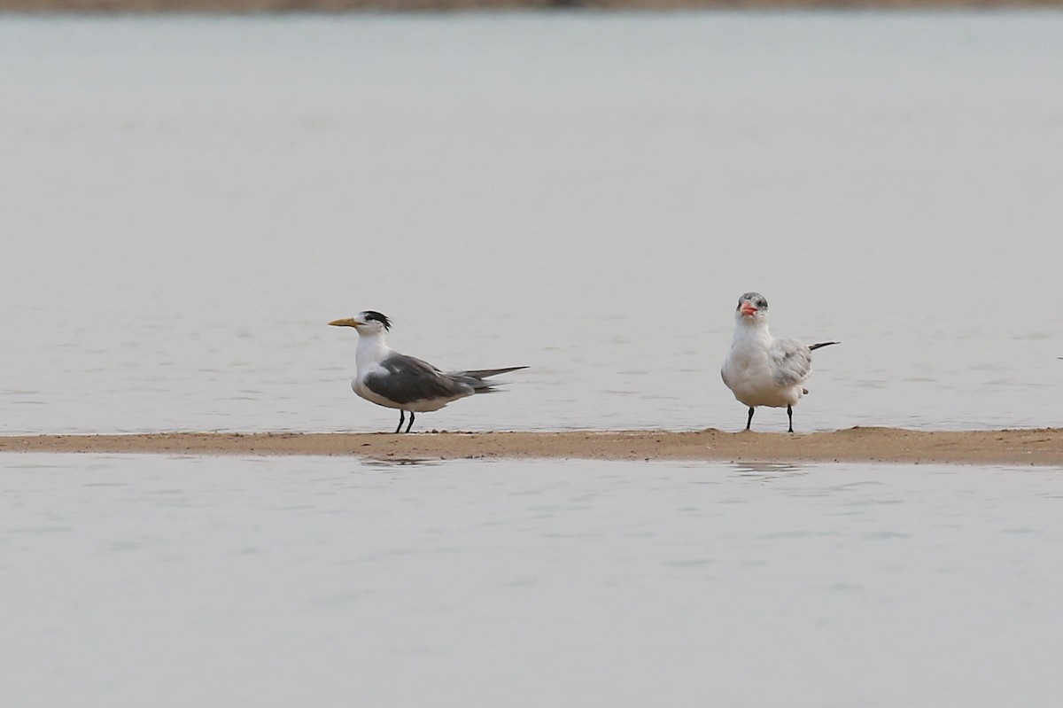 Great Crested Tern - ML634096022