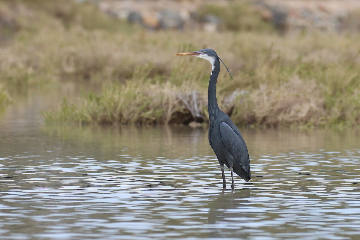 Western Reef-Heron - ML634096036