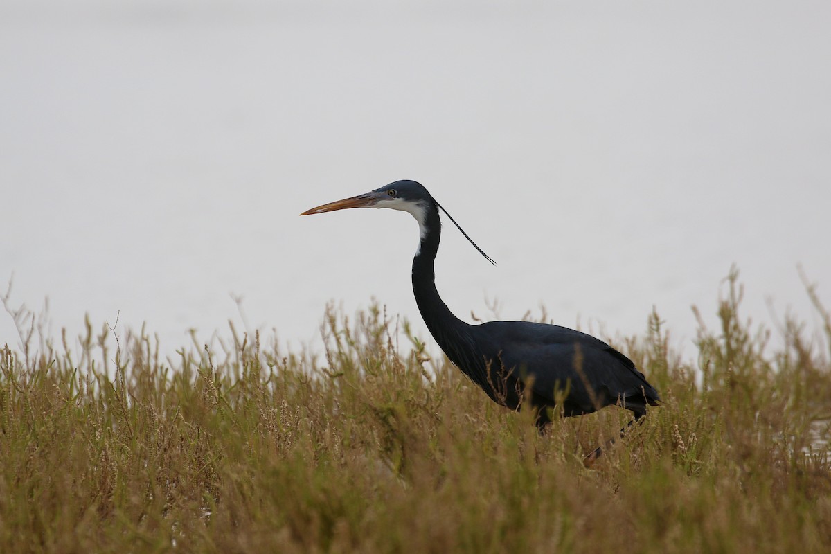 Western Reef-Heron - ML634096037