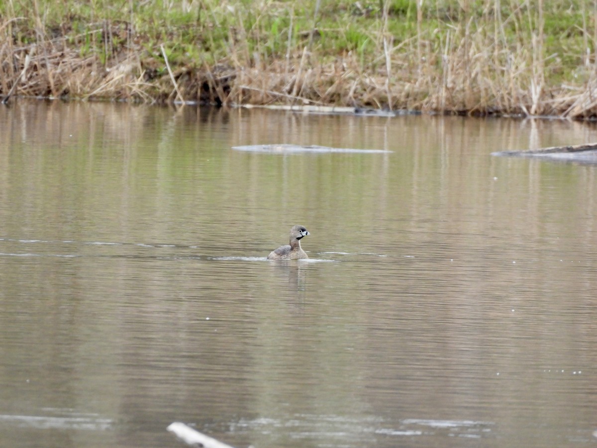Pied-billed Grebe - ML634096057