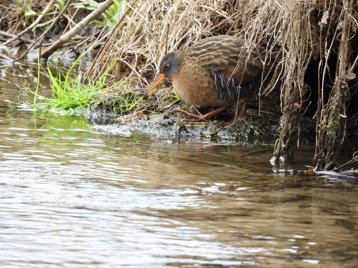 Virginia Rail - ML634096066