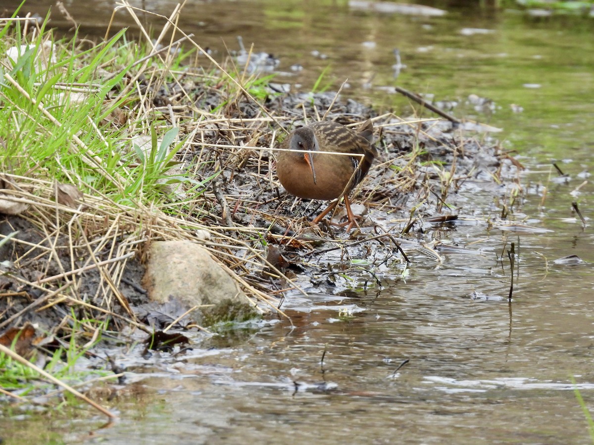 Virginia Rail - ML634096067