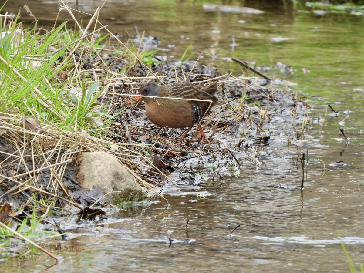 Virginia Rail - ML634096068