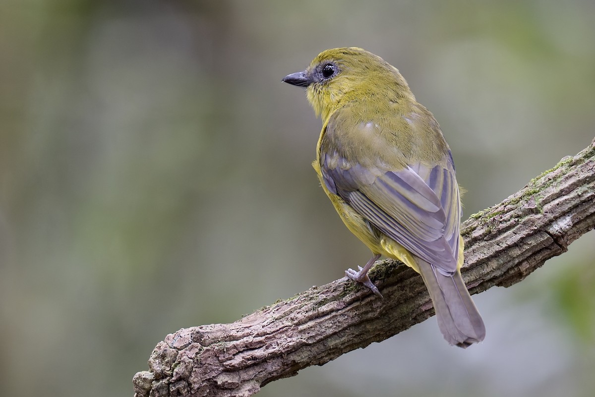Bornean Whistler - ML634096148