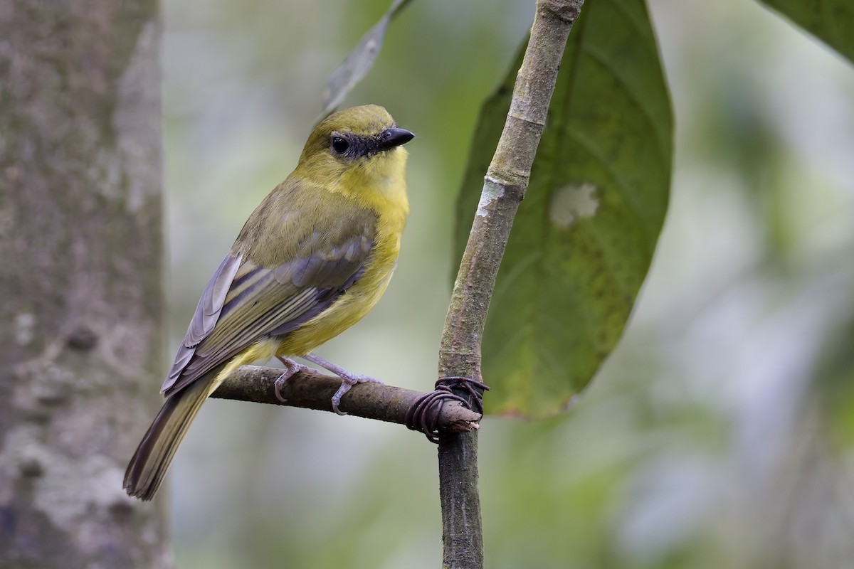 Bornean Whistler - ML634096149