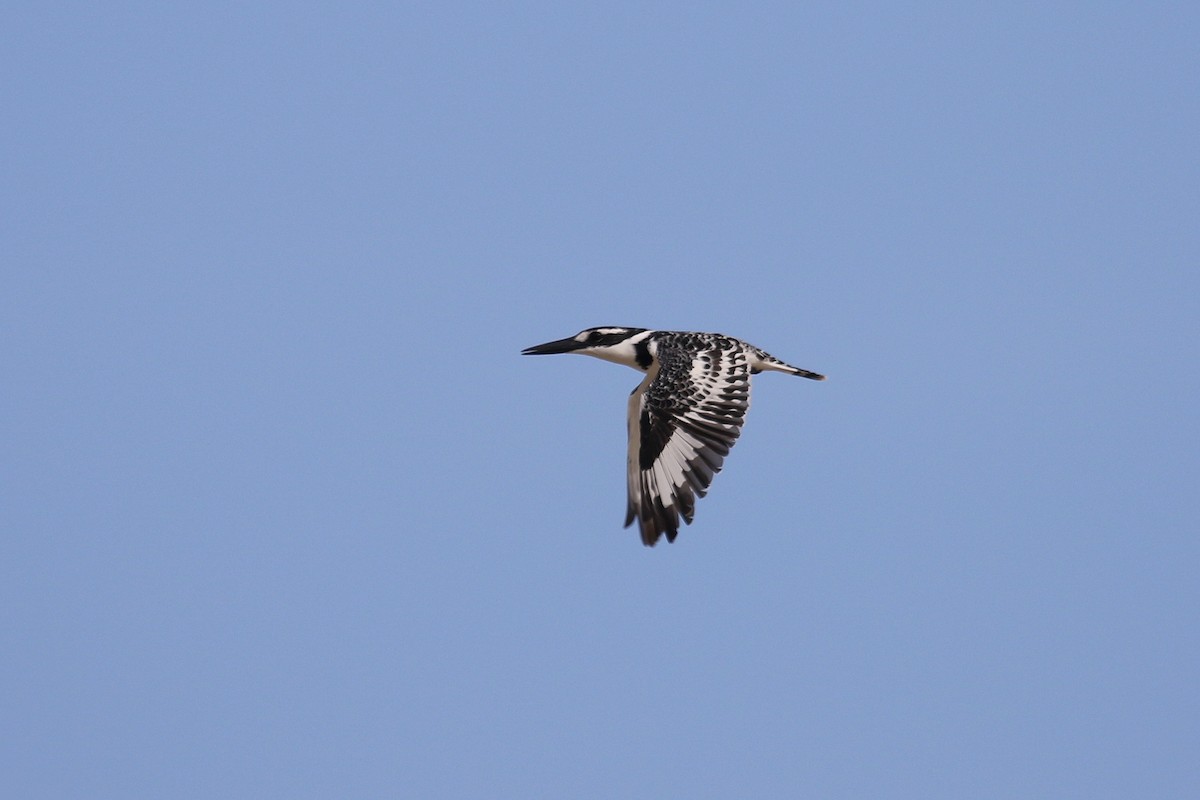 Pied Kingfisher - ML634096173