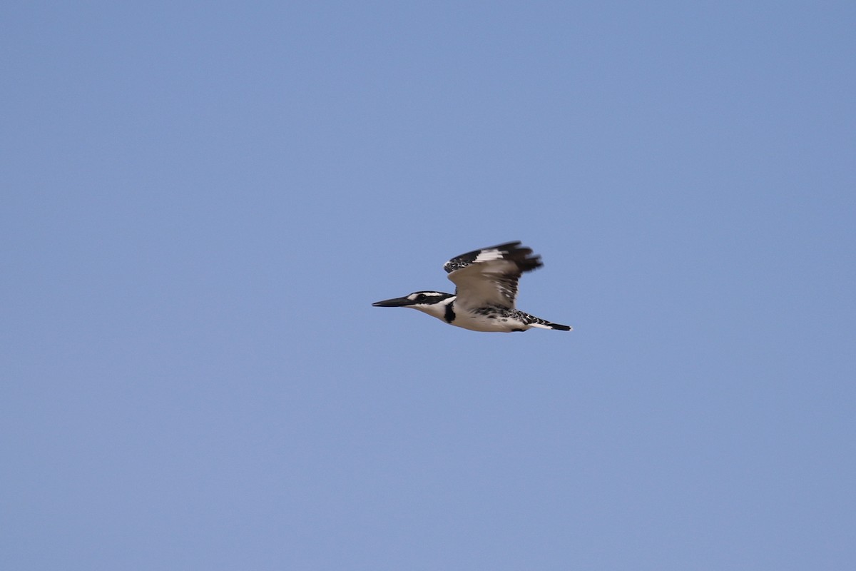 Pied Kingfisher - ML634096174