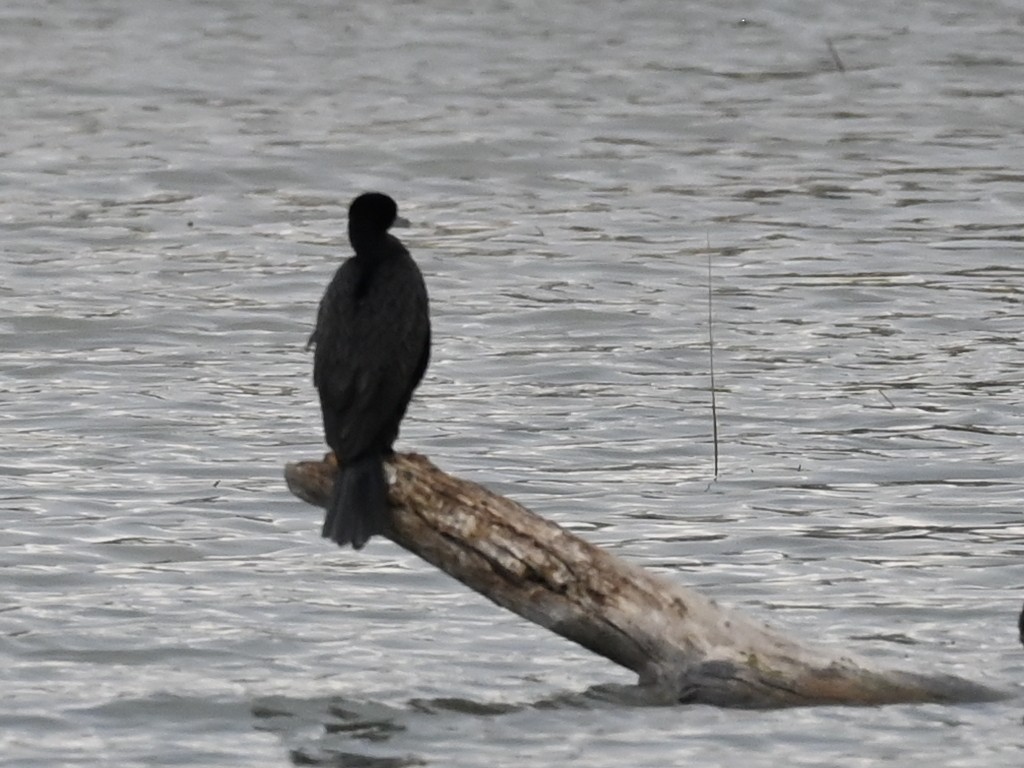 kormorán ušatý - ML634096293