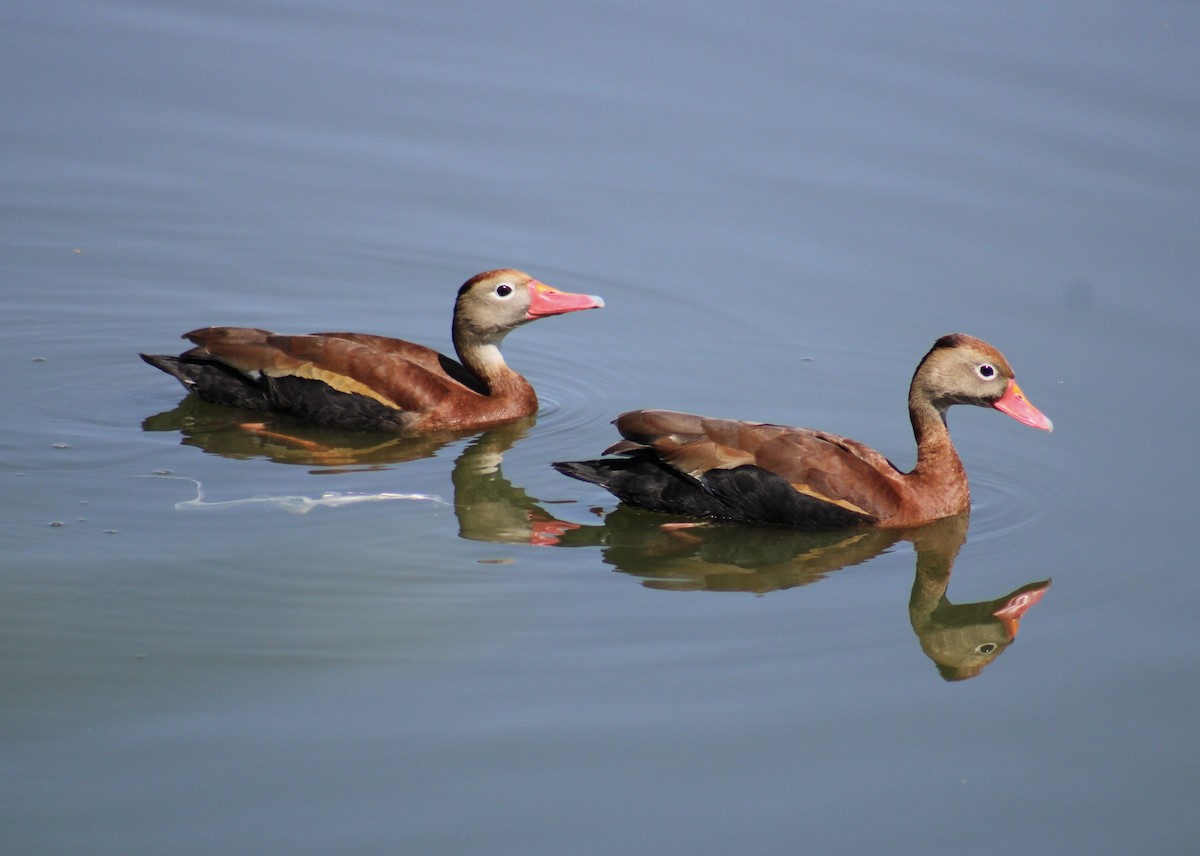 Black-bellied Whistling-Duck - ML634096294