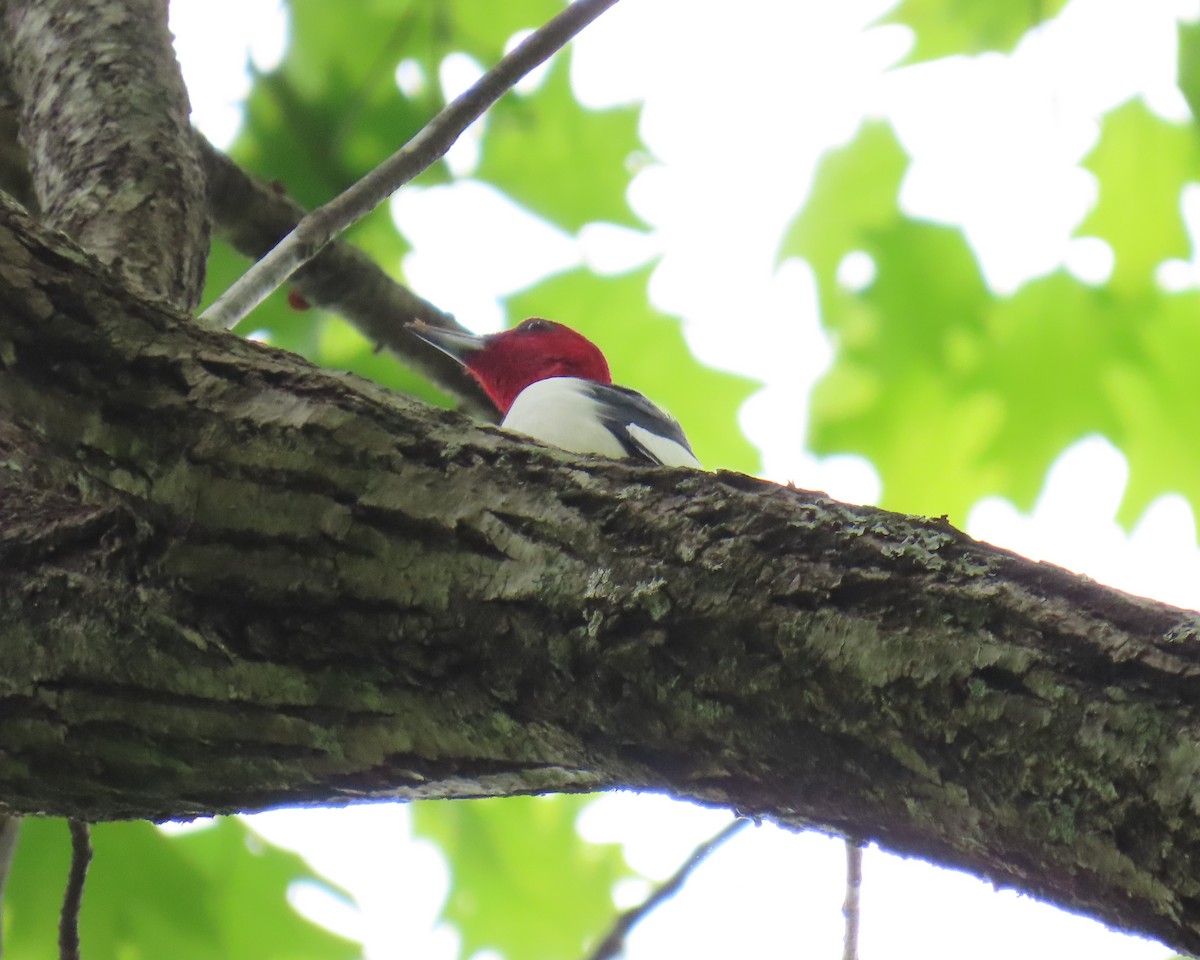 Red-headed Woodpecker - ML634096541